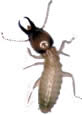 Formosan Termite -- photo credit www.pestproductsonline.com